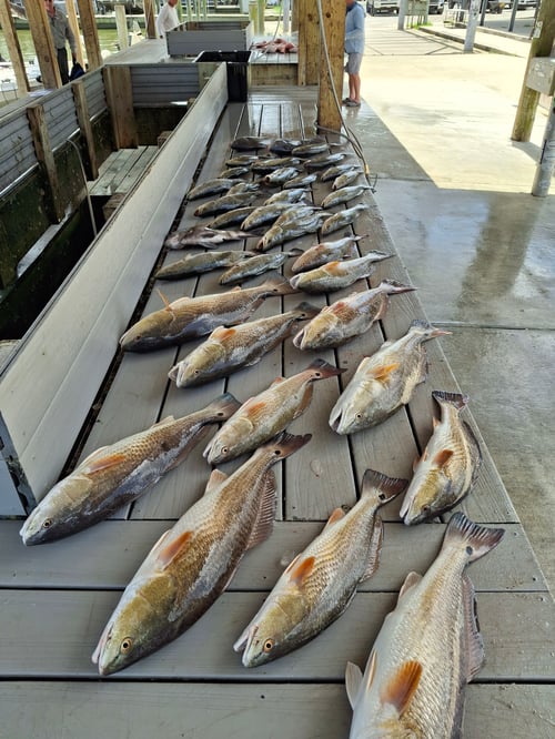 Inshore Redfish Trout And Flounder