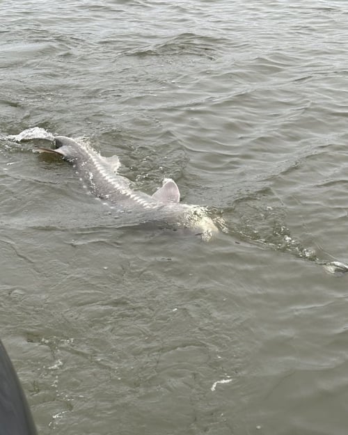 Sturgeon Trip - Catch And Release