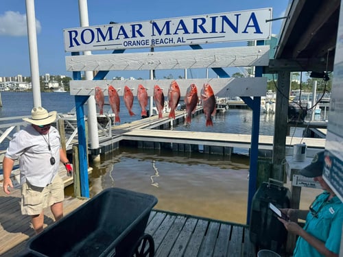 4-6 Hour – Bottom Fishing/Combo