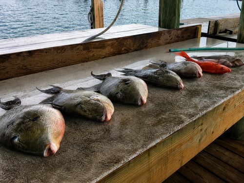 4-6 Hour – Bottom Fishing/Combo