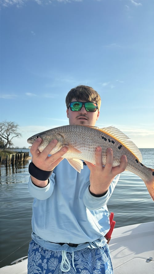Half Day Inshore Trip