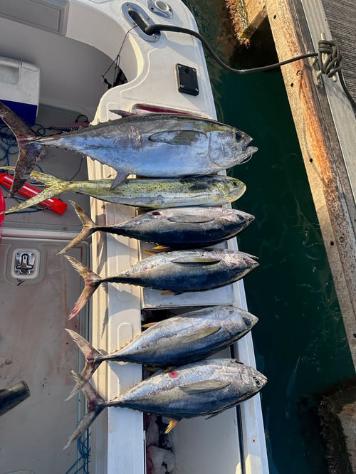 Sunset Fishing Trip 3 Hours 