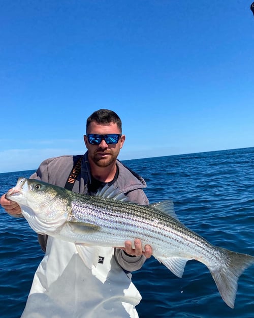 Striped Bass/Bluefish