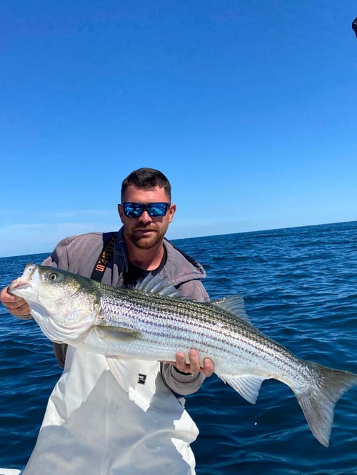 Striped Bass/Bluefish