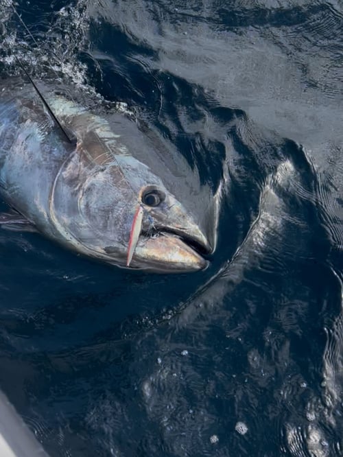 Giant Bluefin Tuna