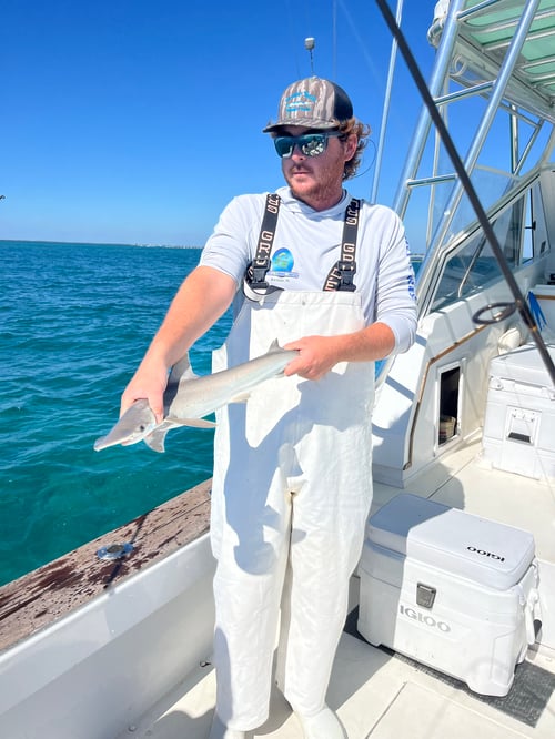 Evening Shark And Tarpon