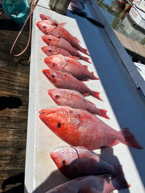 4 Hour Inshore/Nearshore