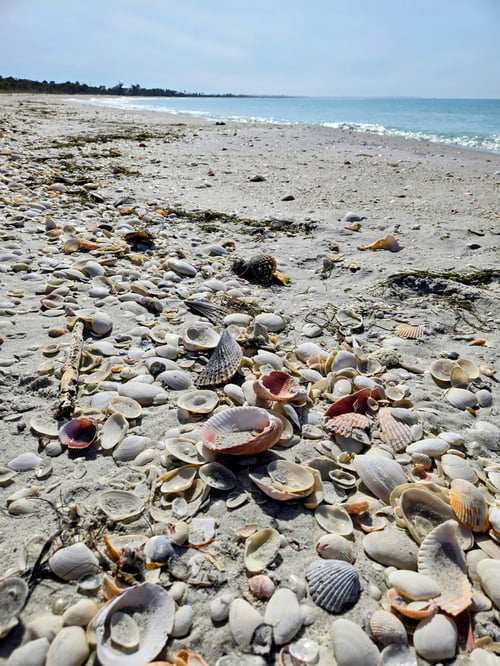 Beach,Sandbar,Shelling,Restaurants