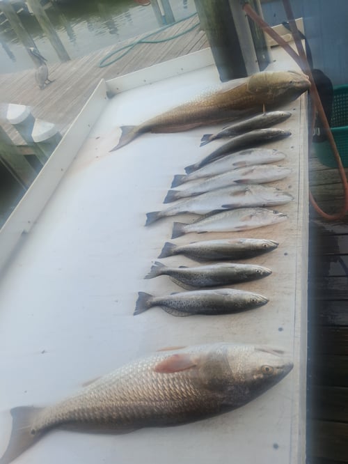 3 Hour Inshore 