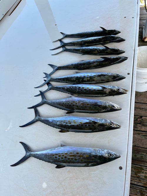 3 Hour Inshore 