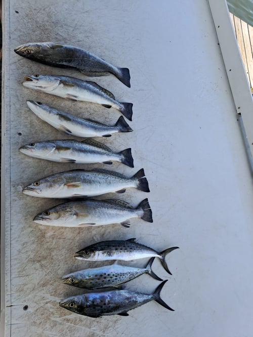 3 Hour Inshore 