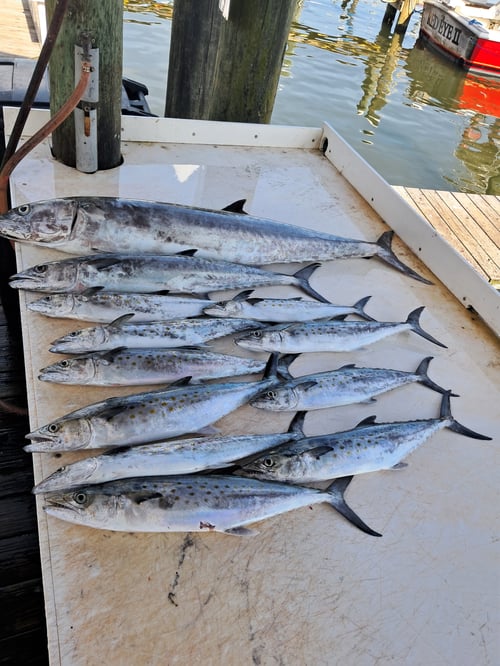 3 Hour Inshore 