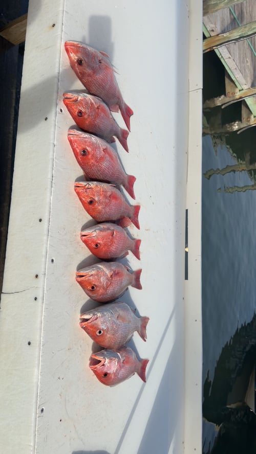 4 Hour Snapper Trip