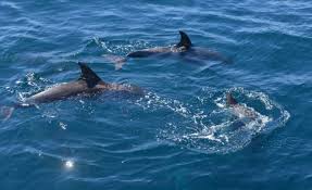 3 Hour Dolphin Cruise