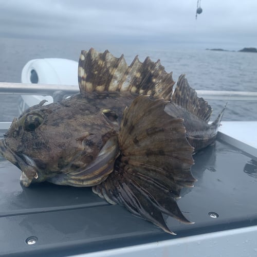 Bottom Fishing