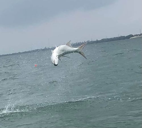 Tarpon Fishing in Islamorada, Florida
