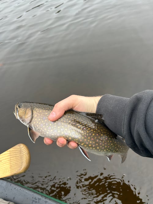 Fly Fishing