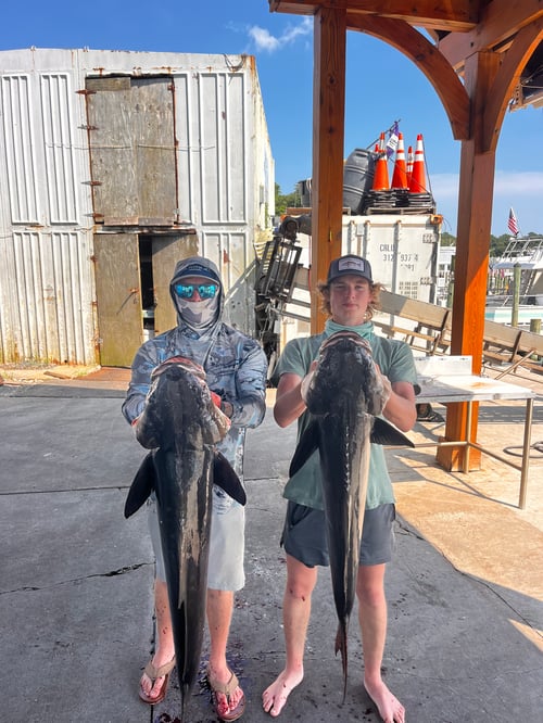 8 Hour Bay Trip