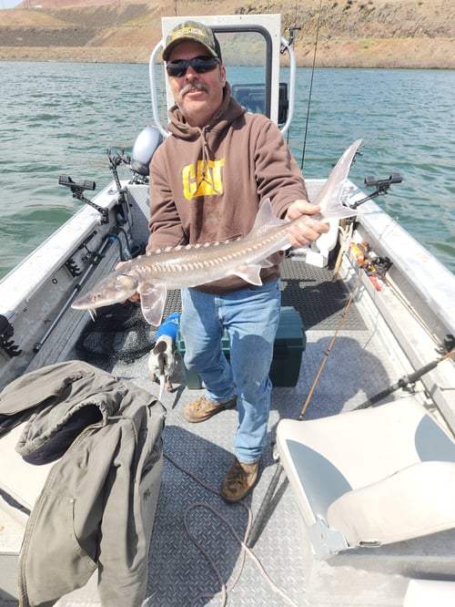Columbia River Salmon And Sturgeon 
