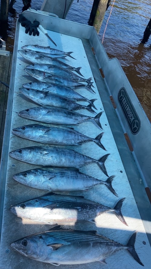 4 Hour Nearshore