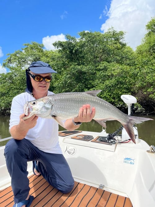 Tarpons In Recife, Brazil