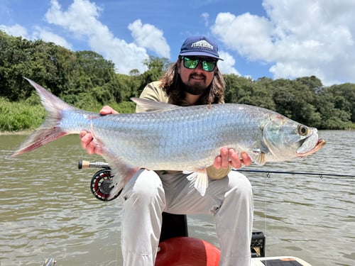 Tarpons In Recife, Brazil