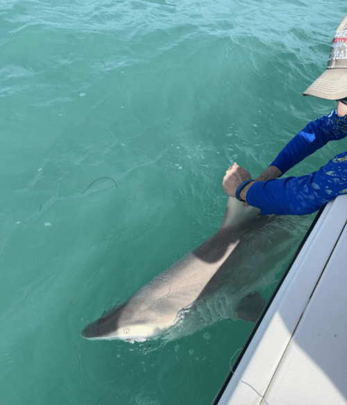 4 Hr Shark - No Shark No Pay
