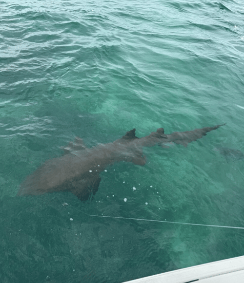 5 Hr Mixed Bag - Sharks And Snapper