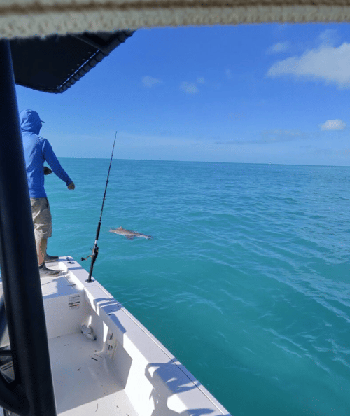 5 Hr Mixed Bag - Sharks And Snapper