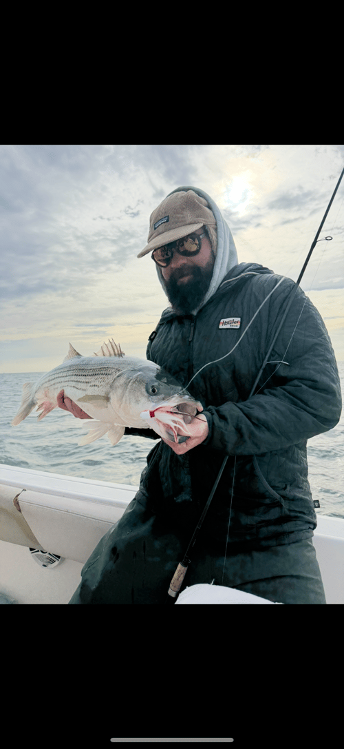 Night Bass & Bluefish Trips