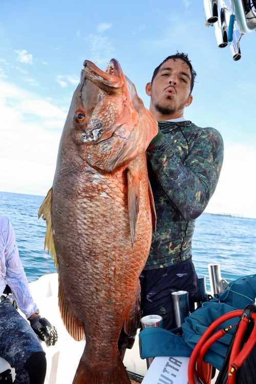 Half Day Reef Spearfishing