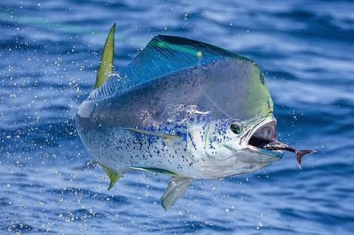 Offshore Fishing Marina Pez Vela