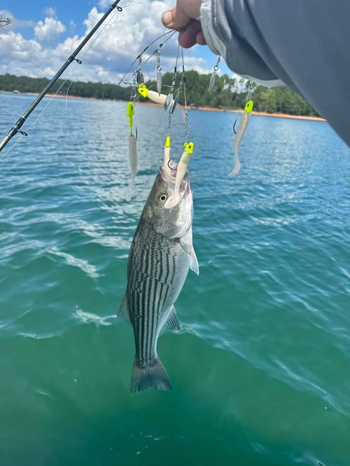 4-5 Hour Bass Trip
