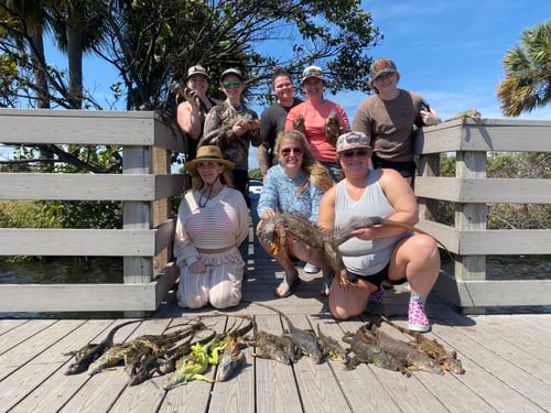 Iguana Hunt 