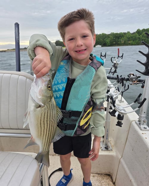 Hybrid And Striper Fishing Trips