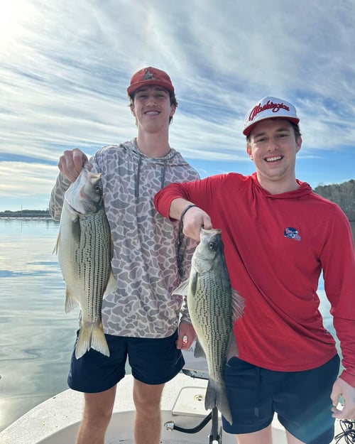 Hybrid And Striper Fishing Trips