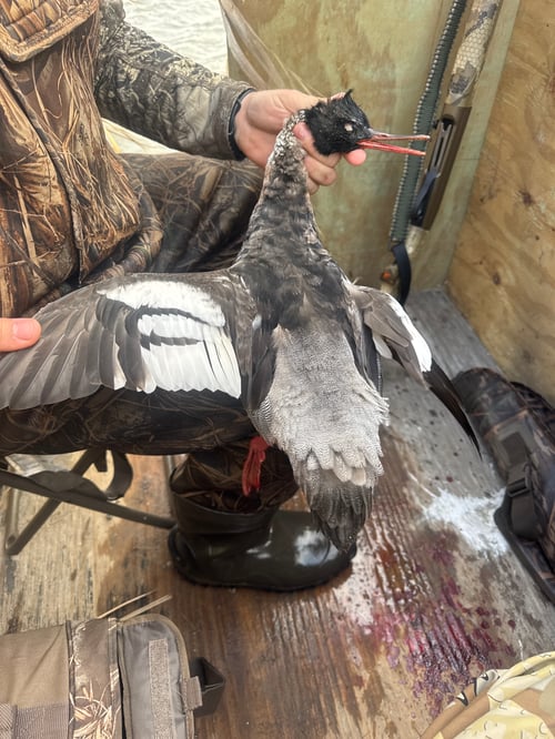 Duck Hunts
