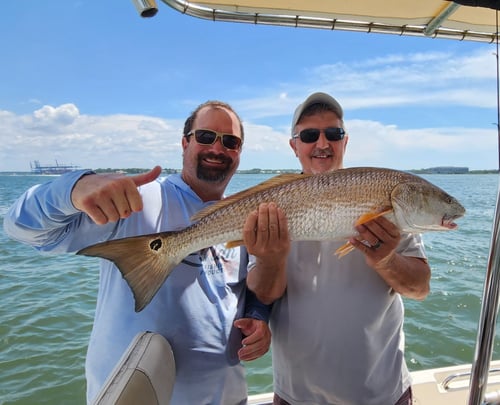 Bull Redfish And Shark Fishing
