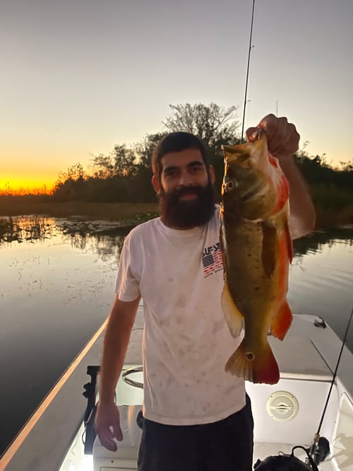 Everglades Peacock Bass Adventure