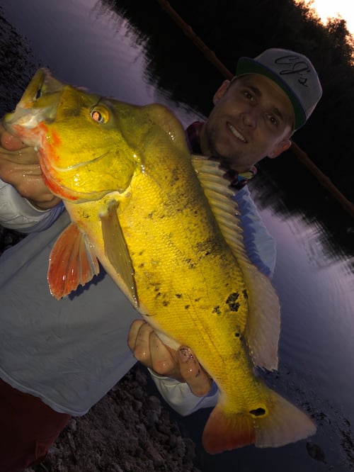 Everglades Peacock Bass Adventure
