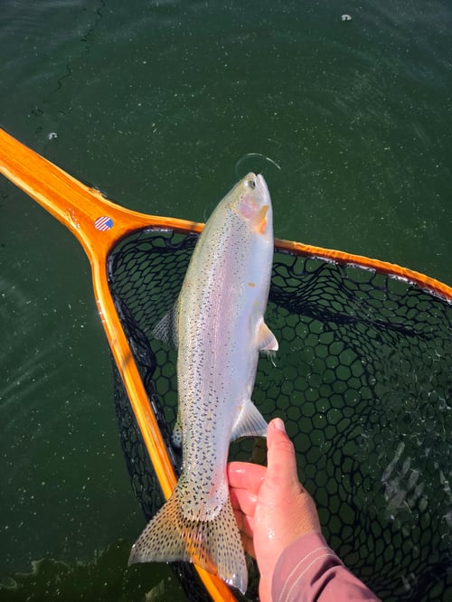 Trout & Bass Eastern Sierra 