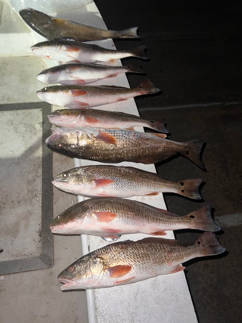 Bay Fish Trip 