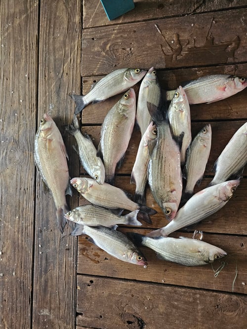 Top-Water Action Striper 2-4ppl 6am