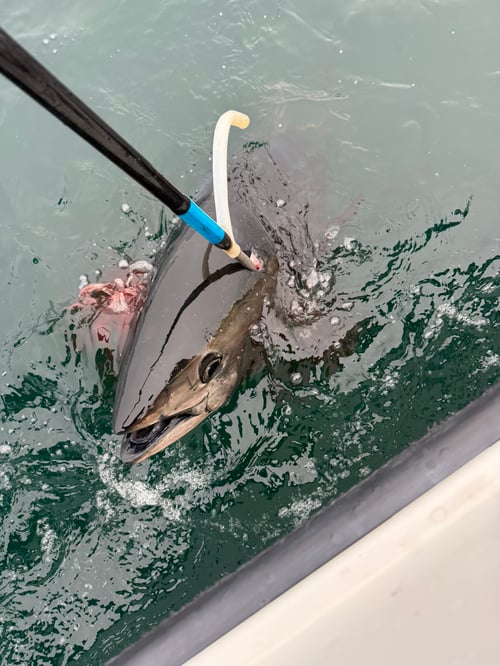 Jig & Pop Tuna 