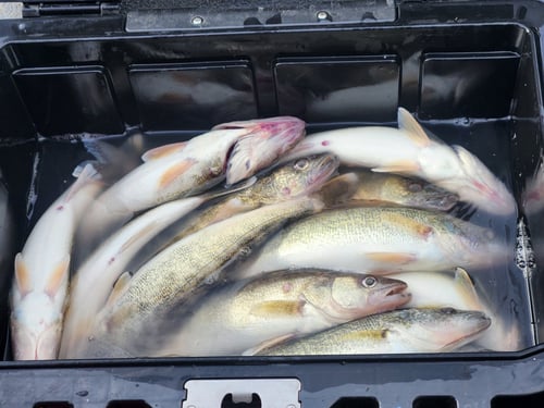 Detroit River Fishing Trip
