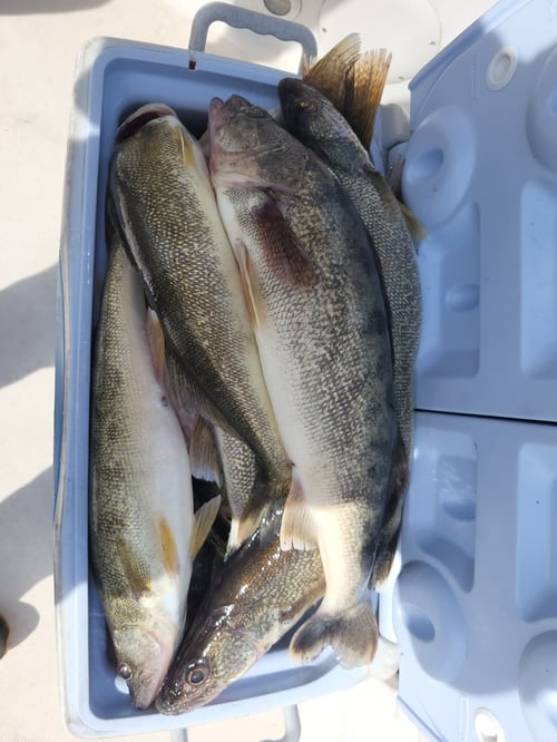 4-8 Hours Trip - 4 Fisherman 