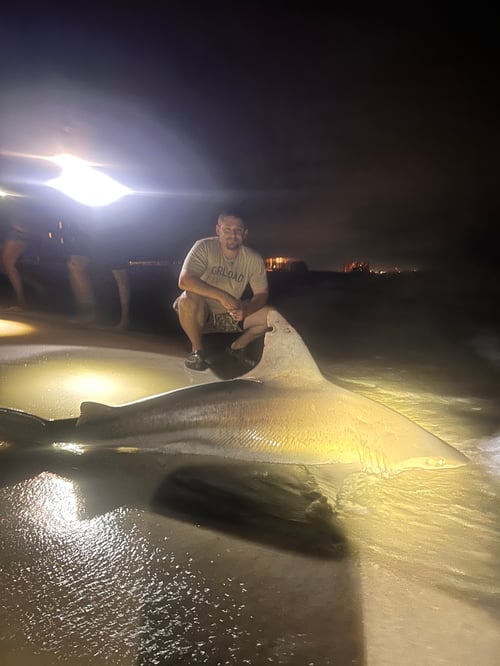 Nightime Shark Fishing Charter 