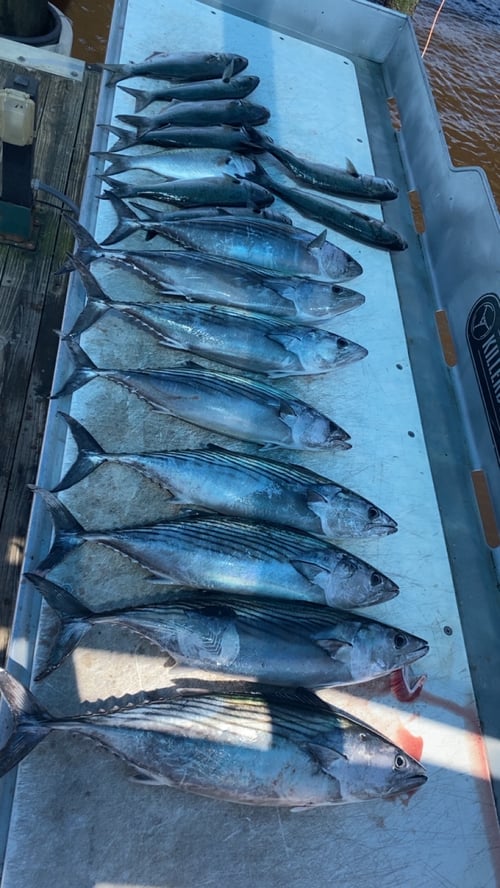 6 Hour Nearshore