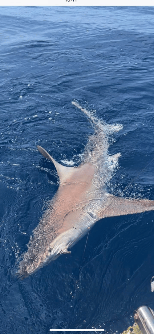 Shark Fishing