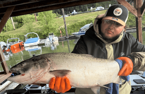 Willamette River Spring Chinook